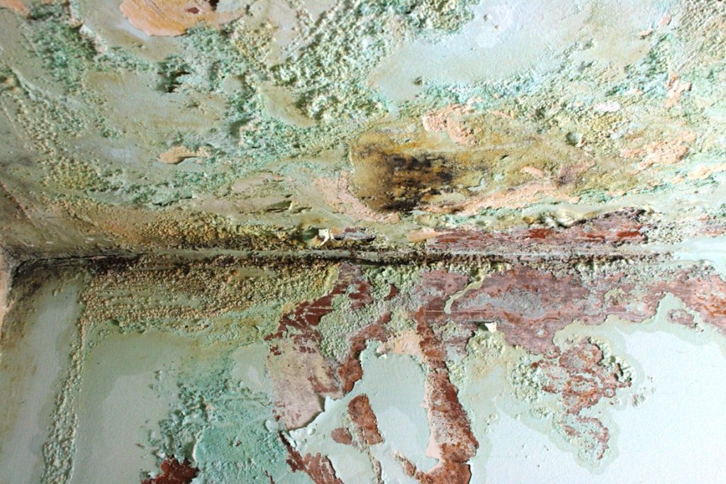 Safeguard Dampness Conference